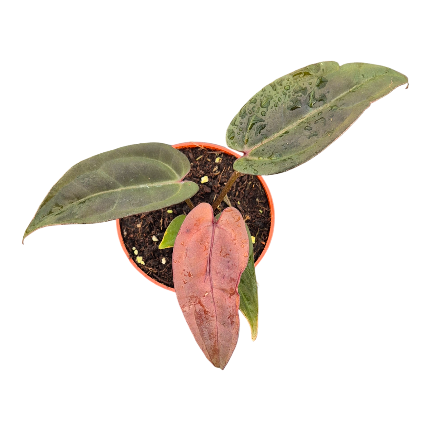 DocBlock Anthurium Red Velvet Cake® '24' X Dark & Handsome® '9'