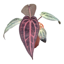 DocBlock Anthurium Red Velvet Cake® '24' X Home Sweet Home® '32' Narrow
