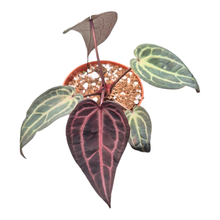 DocBlock Anthurium Red Velvet Cake® '24' X Home Sweet Home® '32' Narrow