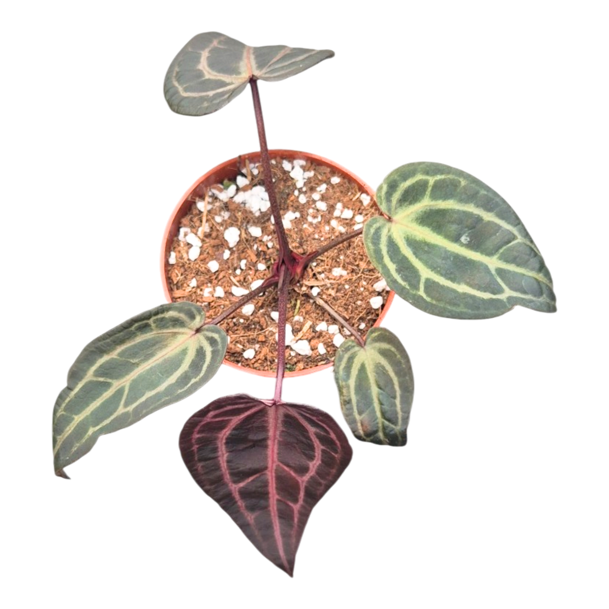 DocBlock Anthurium Red Velvet Cake® '24' X Home Sweet Home® '32' Narrow