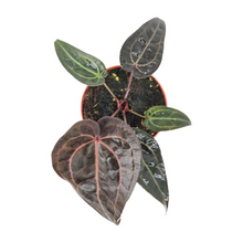 DocBlock Anthurium Red Velvet Cake® '24' X Red Velvet Cake® '24'