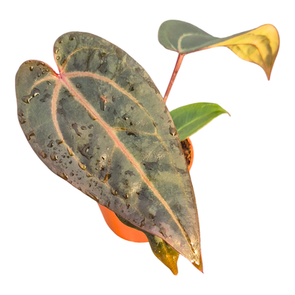 DocBlock Anthurium Red Velvet Cake® '24' X Red Velvet Cake® '24'