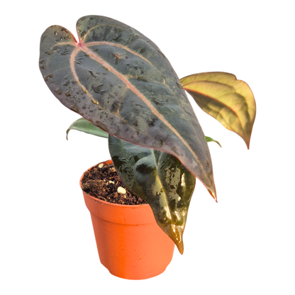 DocBlock Anthurium Red Velvet Cake® '24' X Red Velvet Cake® '24'