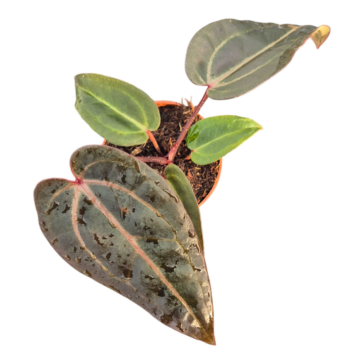 DocBlock Anthurium Red Velvet Cake® '24' X Red Velvet Cake® '24'