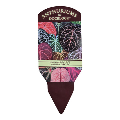 DocBlock Anthurium Red Velvet Cake® '24' X Red Velvet Cake® '24'