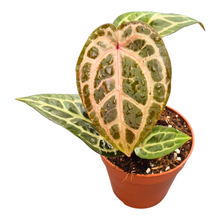 DocBlock Anthurium Thor's Lightning® '30' X Home, Sweet Home® '32'