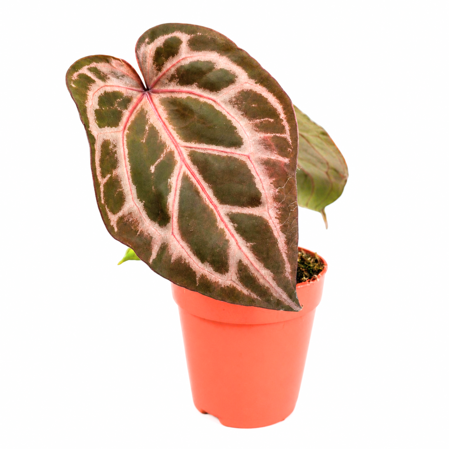 DocBlock Anthurium Tortoise Shell® Grey '36' x Tortoise Shell® Grey '36'