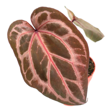 DocBlock Anthurium Tortoise Shell® Grey '36' x Tortoise Shell® Grey '36'