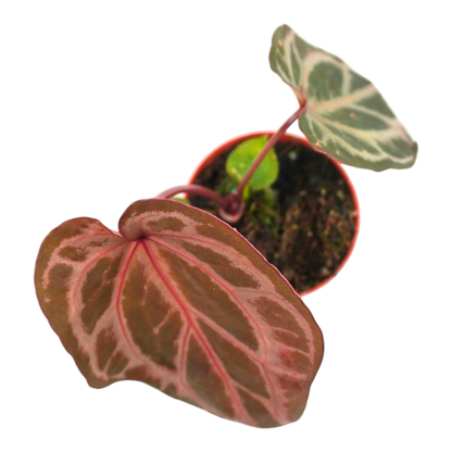 DocBlock Anthurium Tortoise Shell® Grey '36' x Tortoise Shell® Grey '36'