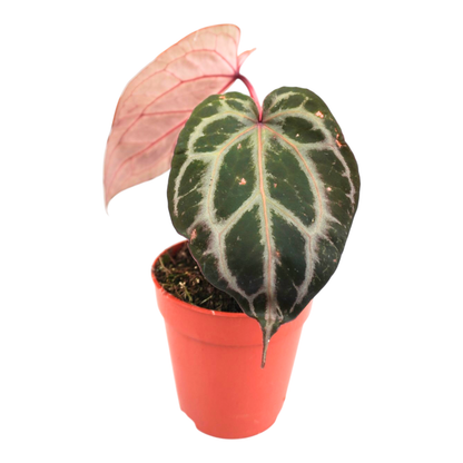 DocBlock Anthurium Tortoise Shell® Grey '36' x Tortoise Shell® Grey '36'