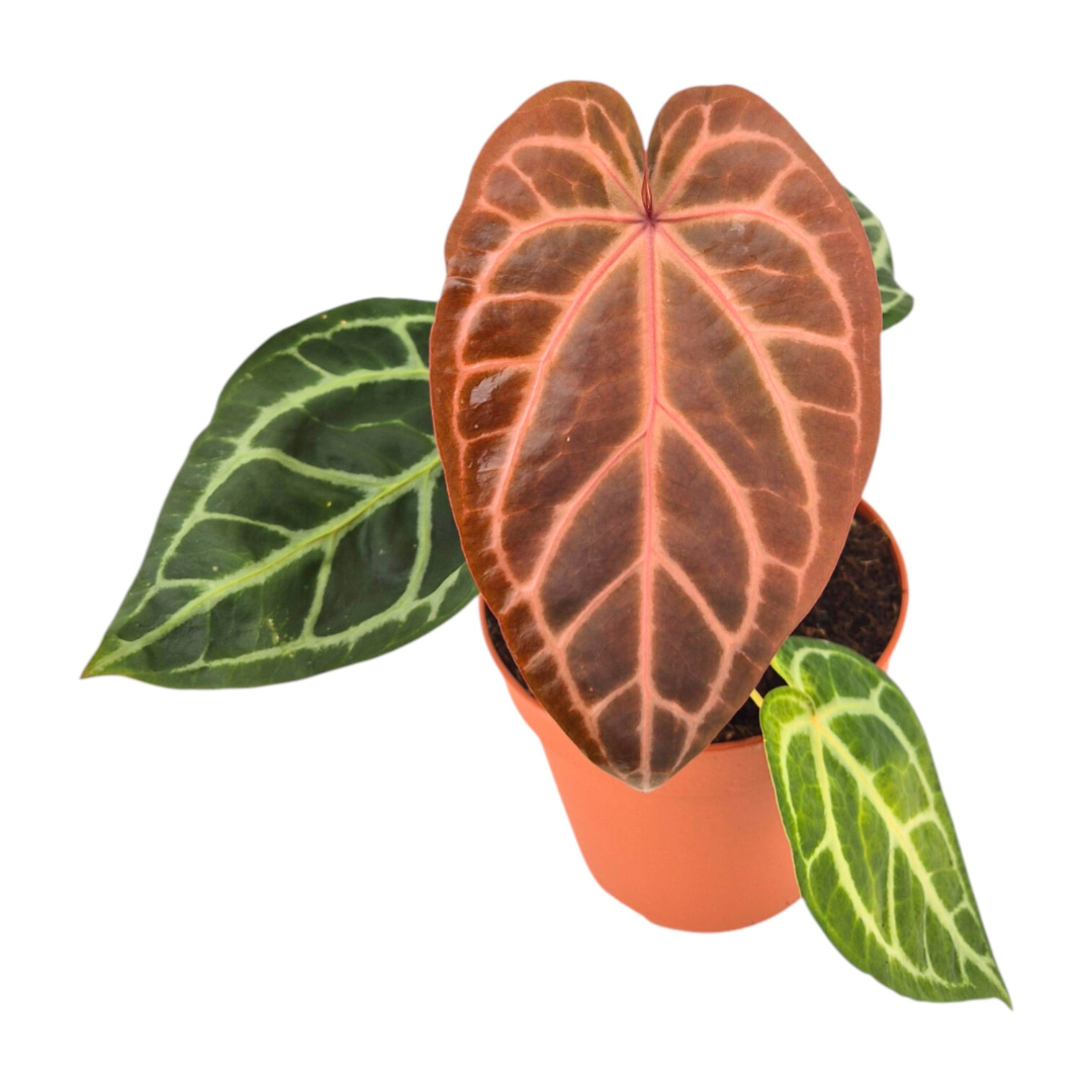 DocBlock Anthurium Zara® '29' × Purple Rain® '27'
