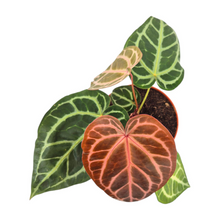 DocBlock Anthurium Zara® '29' X Purple Rain® '27'