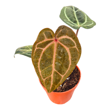 DocBlock Anthurium Zara® '29' X Zara® '29'