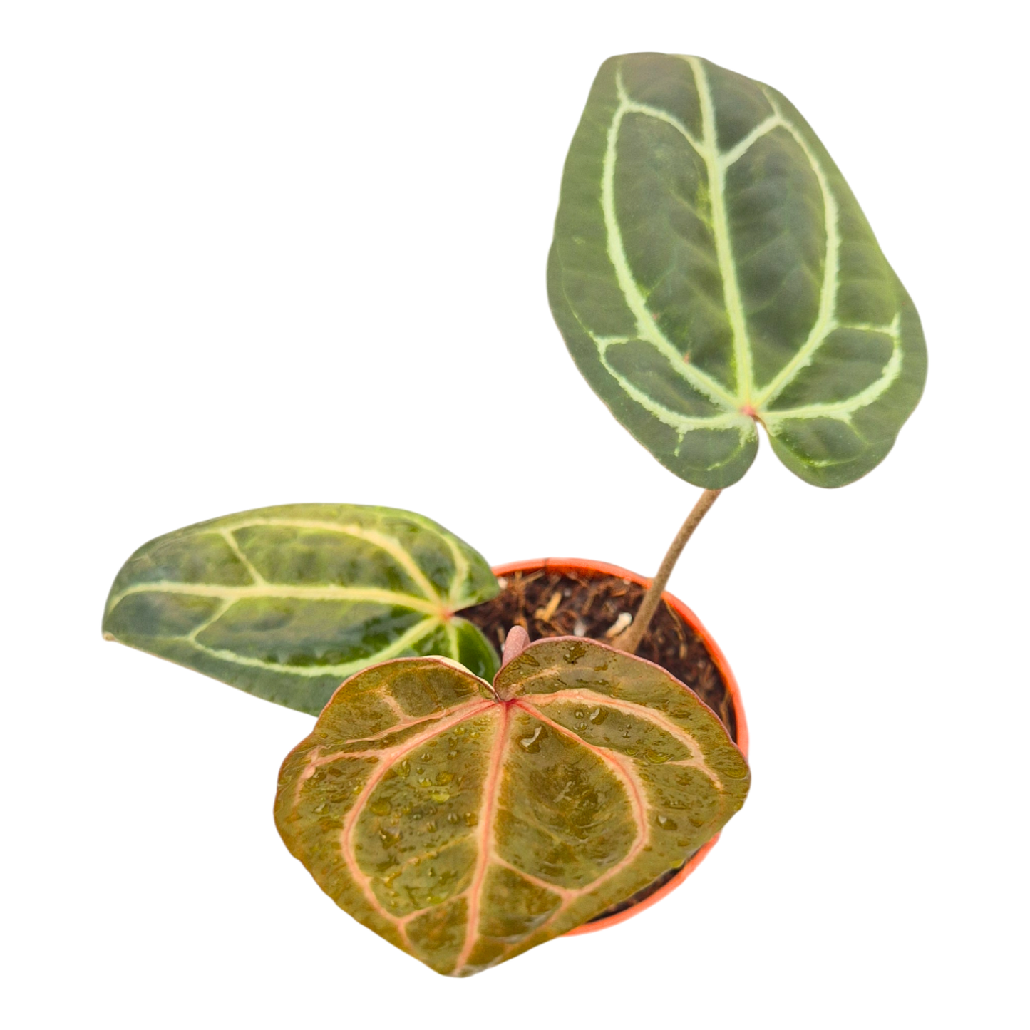 DocBlock Anthurium Zara® '29' X Zara® '29'