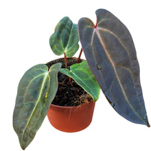 DocBlock Anthurium Dark & Handsome® '9' X Red Velvet Cake® '24'