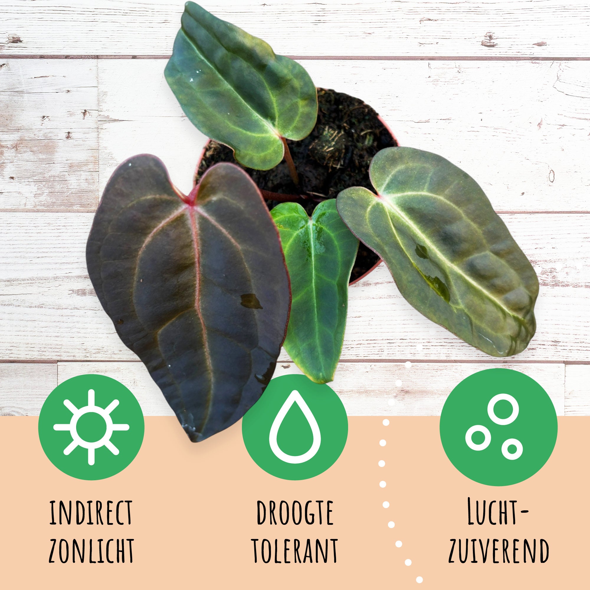 DocBlock Anthurium Dark & ​​Handsome® '9' X Red Velvet Cake® '24