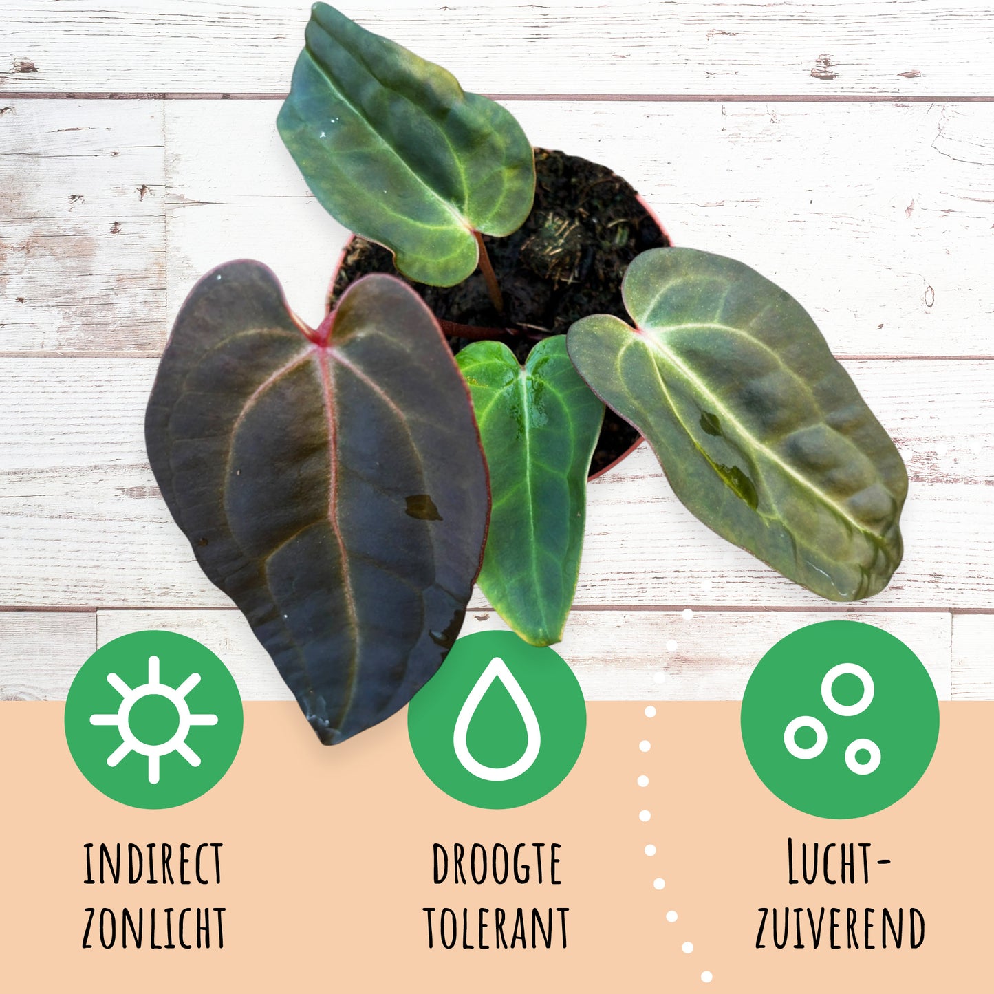 DocBlock Anthurium Dark & Handsome® '9' X Red Velvet Cake® '24'
