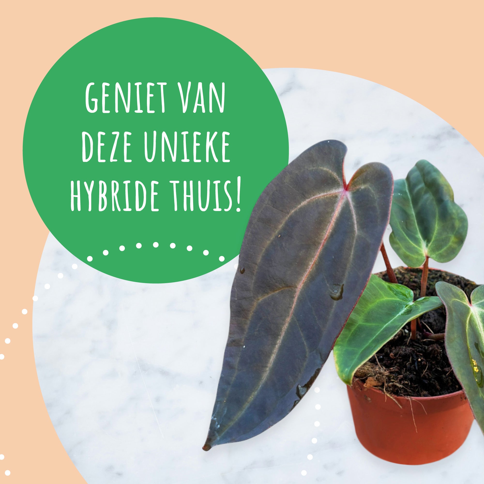 DocBlock Anthurium Dark & Handsome® '9' X Red Velvet Cake® '24