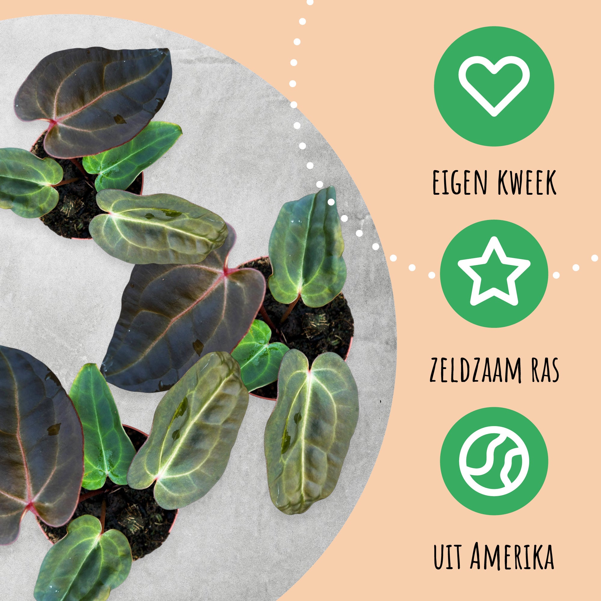 DocBlock Anthurium Dark & ​​Handsome® '9' X Red Velvet Cake® '24