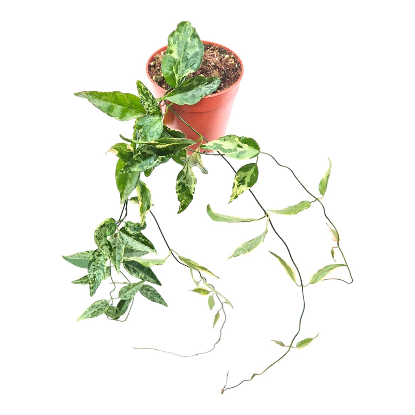 Dregea Sinensis Variegata