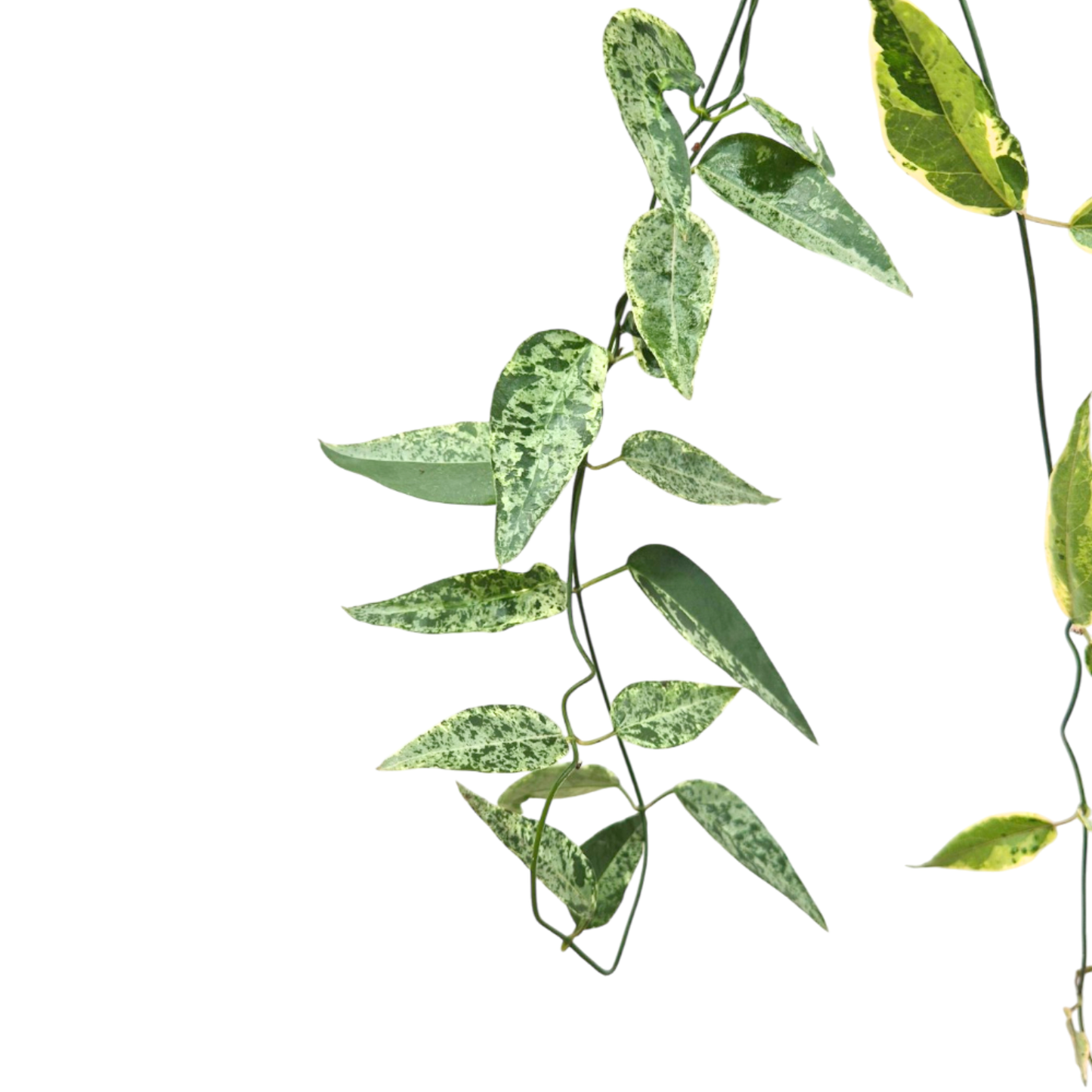 Dregea Sinensis Variegata