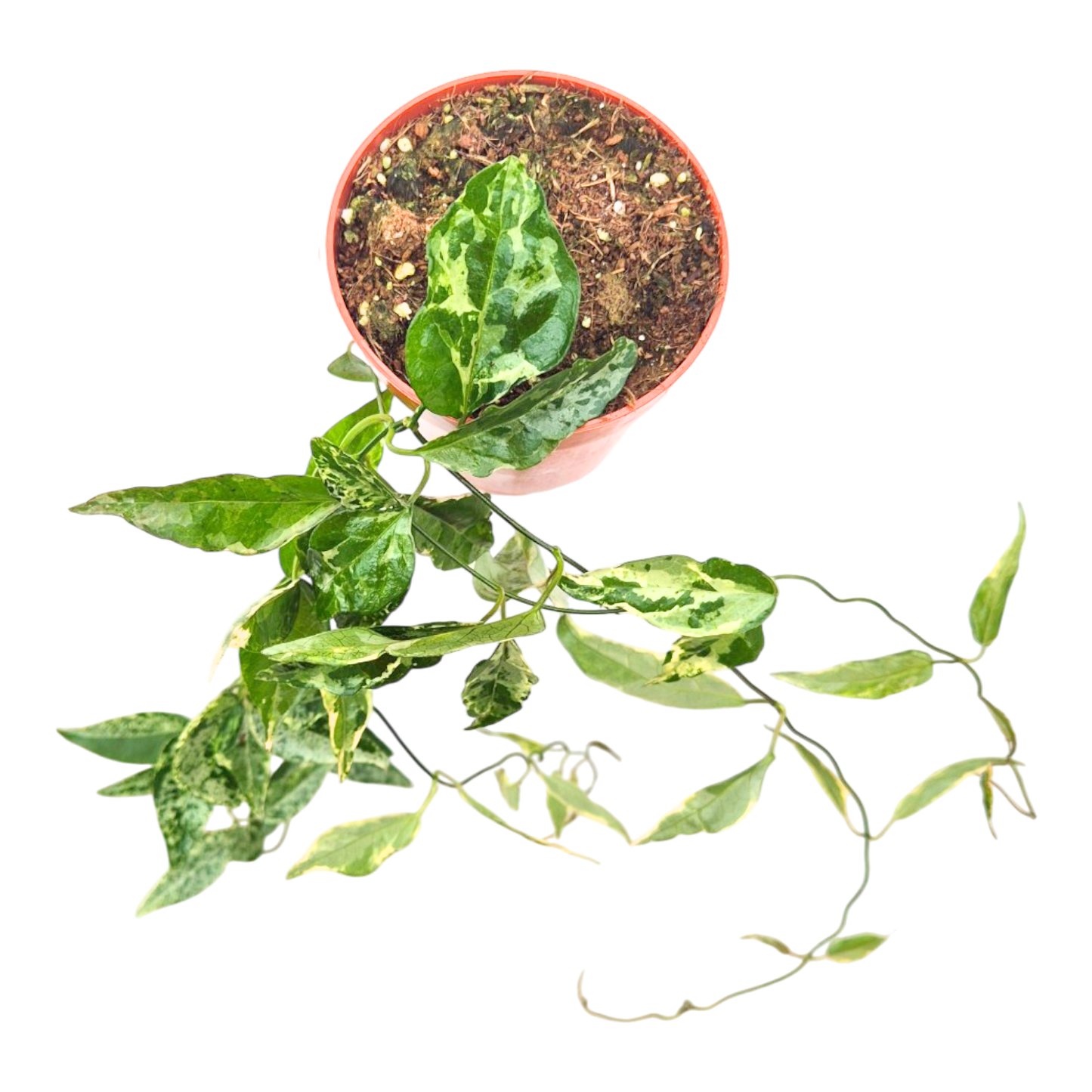 Dregea Sinensis Variegata