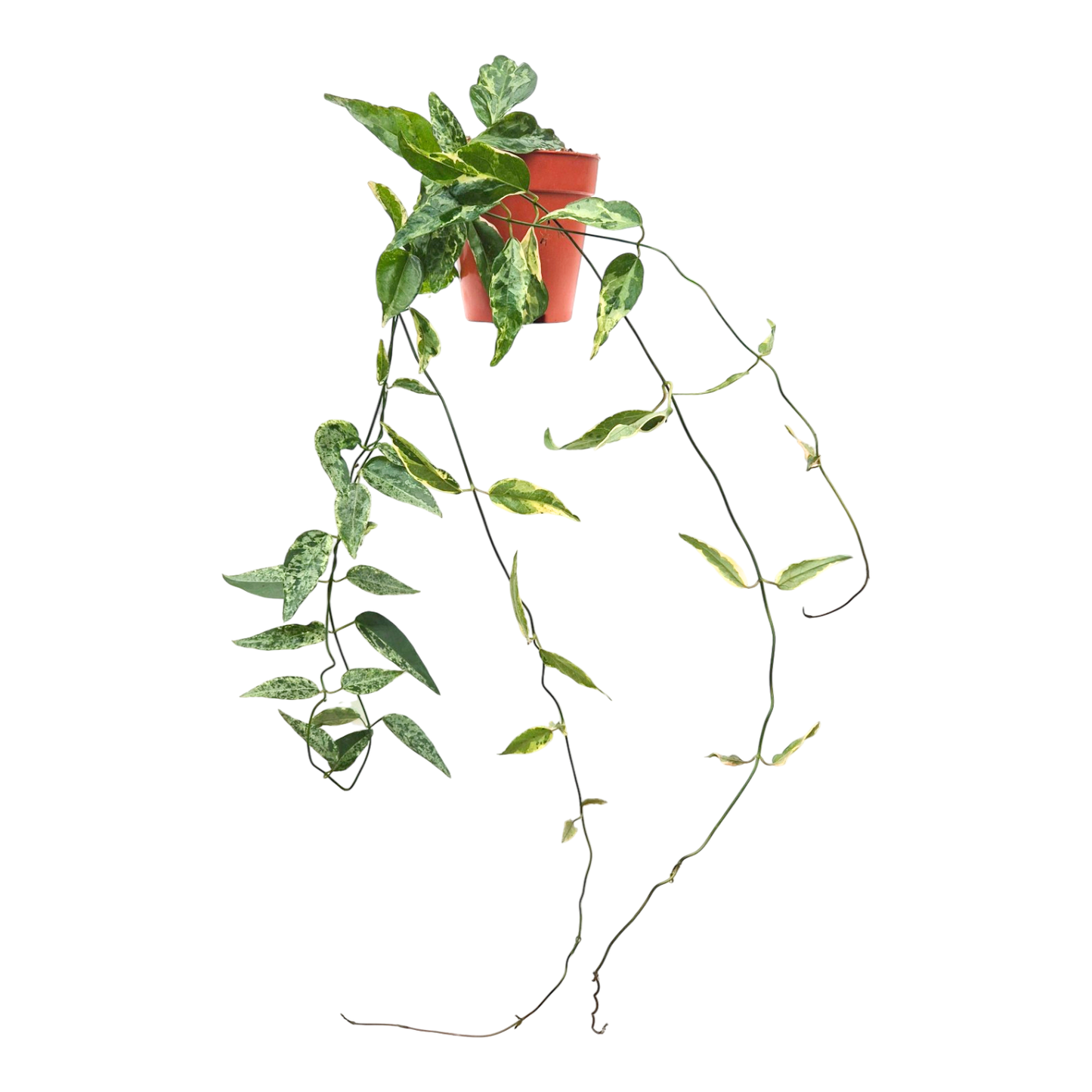 Dregea Sinensis Variegata
