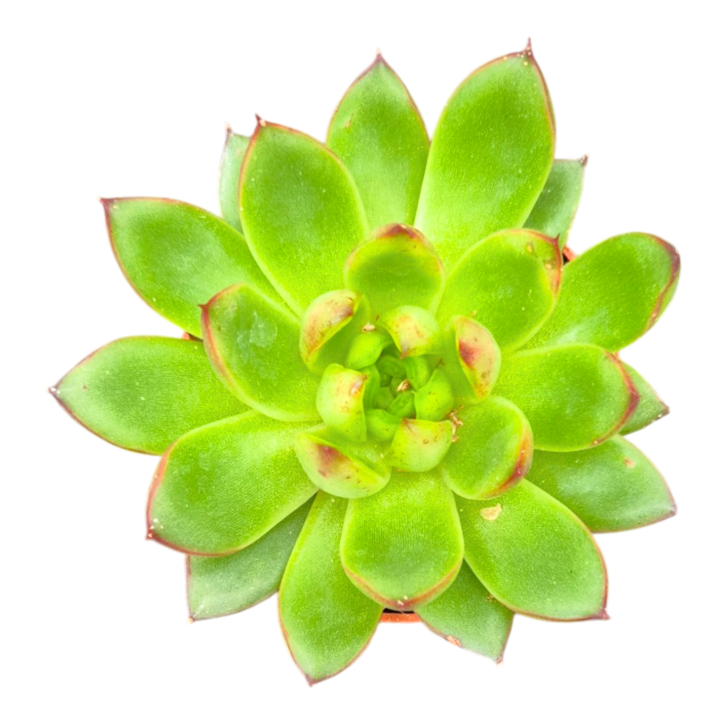 Echeveria Agavoides Christmas