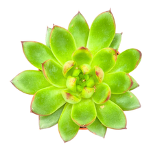 Echeveria agavoides „Christmas“