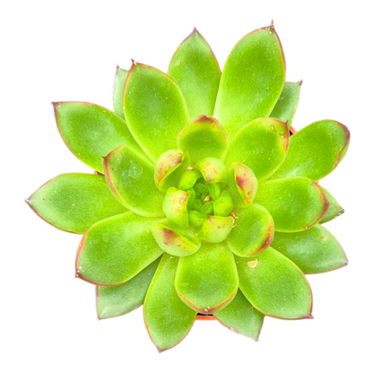 Echeveria Agavoides Christmas