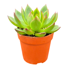 Echeveria agavoides „Christmas“