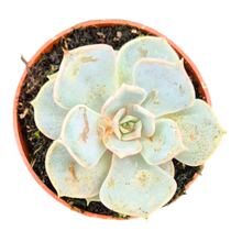 Echeveria Lilacina