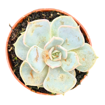 Echeveria Lilacina