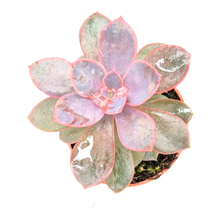 Echeveria Linn