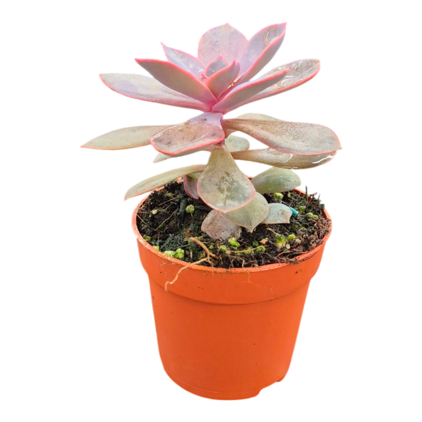 Echeveria Linn
