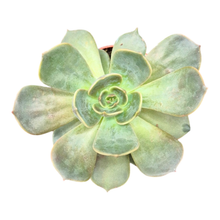 Echeveria Marrom