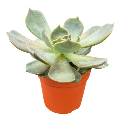 Echeveria Marrom