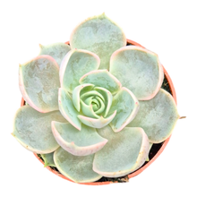 Echeveria Melaco