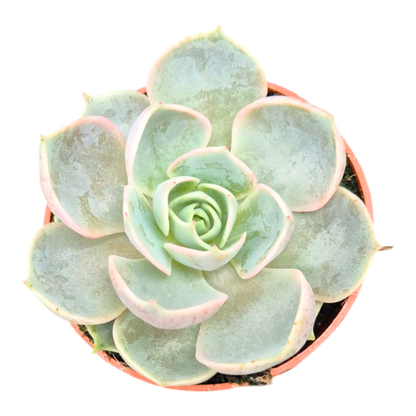 Echeveria Melaco