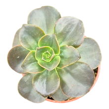 Echeveria Morning Dew