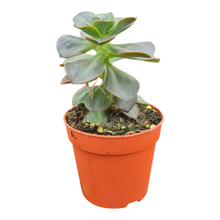 Echeveria Morning Dew
