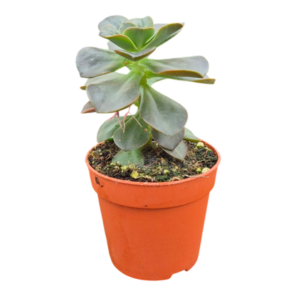 Echeveria Morning Dew