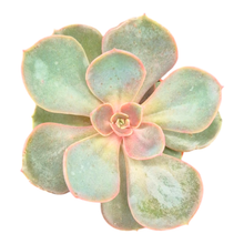 Echeveria nodulosa Benitsukasa