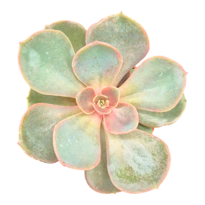 Echeveria Nodulosa Benitsukasa