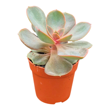 Echeveria nodulosa Benitsukasa