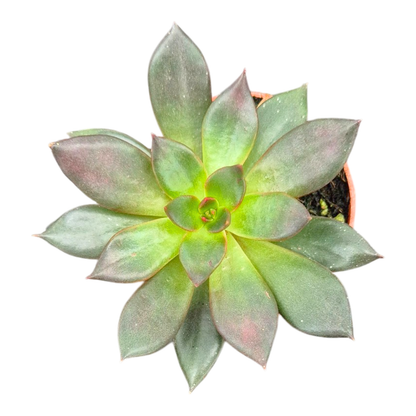 Echeveria Preta