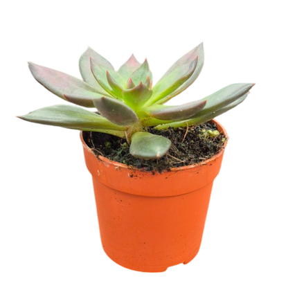 Echeveria Preta
