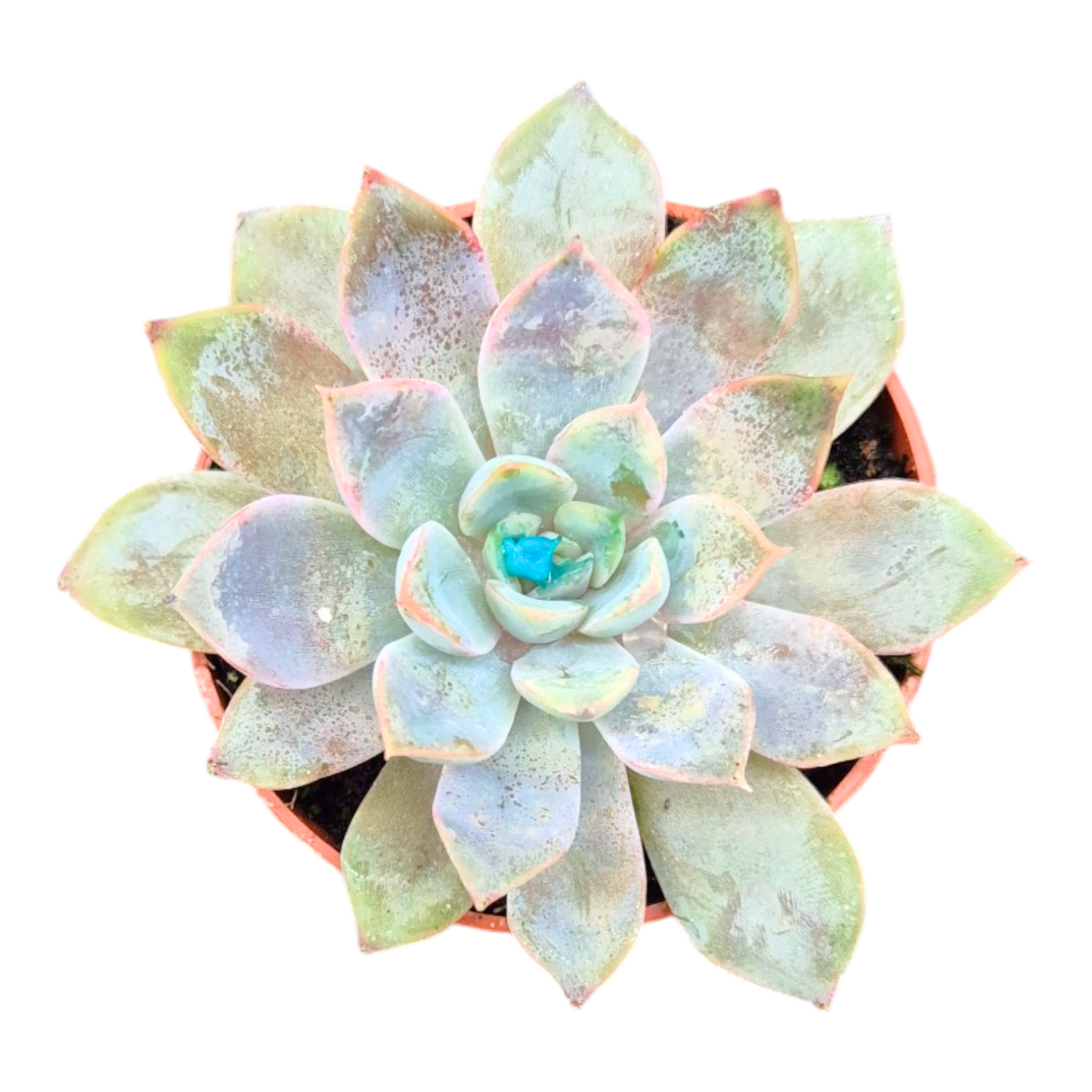 Echeveria Rosetta Dama Rosa