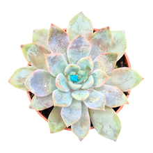 Echeveria Rosetta Dama Rosa