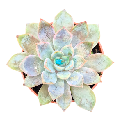 Echeveria Rosetta Dama Rosa